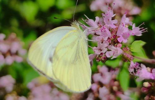 Ferienhaus Moselglück - Foto 76