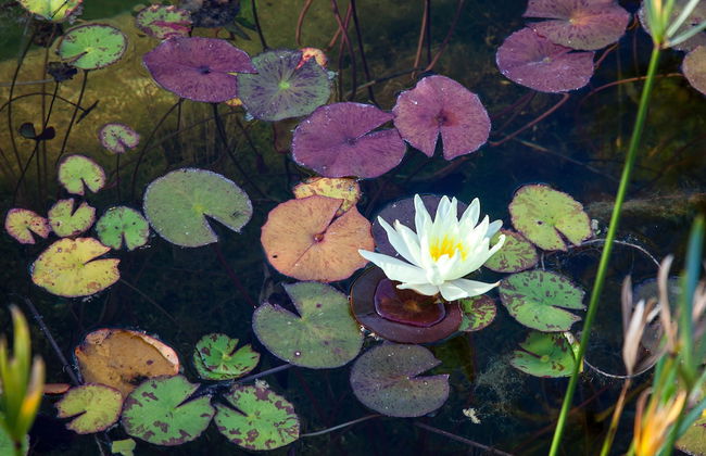 Leopardstone Hill - Photo 18