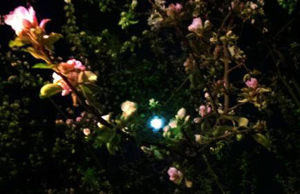 Miętowy Anioł - Foto 64