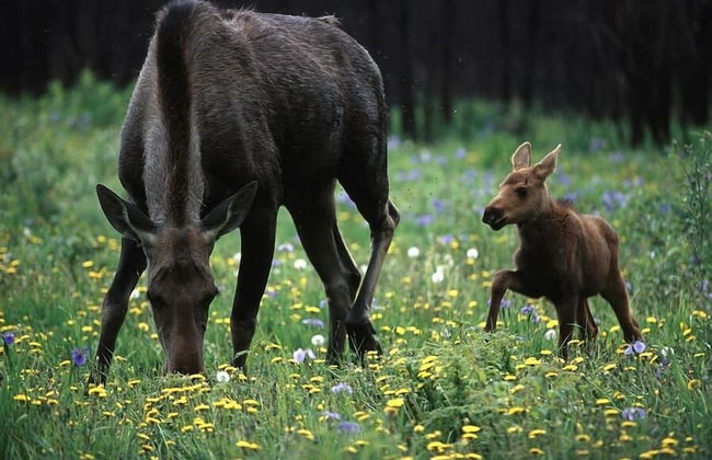 Fairbanks Fox Den 2 Bedroom Townhouse - Photo 17