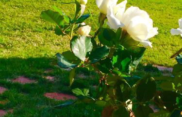 Le Ghiande - Foto 75