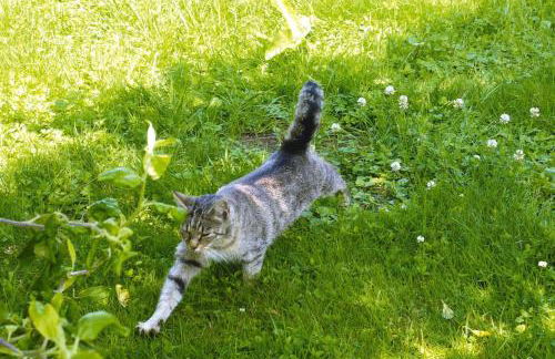 Holiday Home, Plau am See - Foto 8