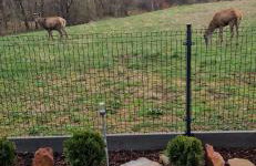 Bieszczadzka Panorama - Foto 29