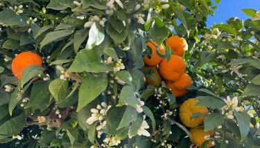 Sevilla Nervion Santa Justa - Foto 2, Garden, Garden view