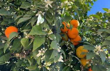Sevilla Nervion Santa Justa - Foto 2