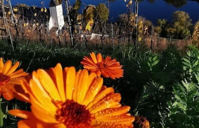 Holiday Apartment Goose in the Monument - Photo 12