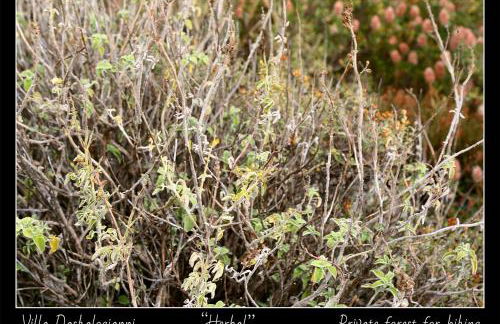 Villa Daskalogianni - Foto 65