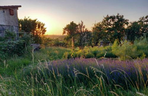 Freilandhof - Foto 59