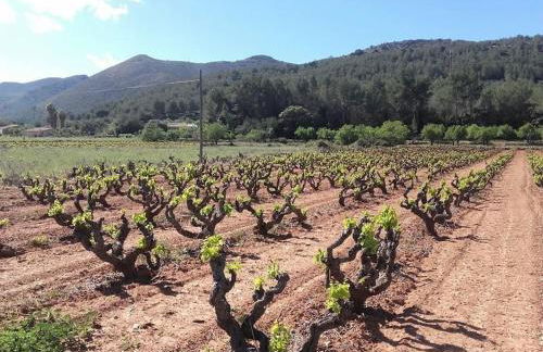 One Bed Apartment overlooking Jalon Valley, Costa Blanca - Foto 26