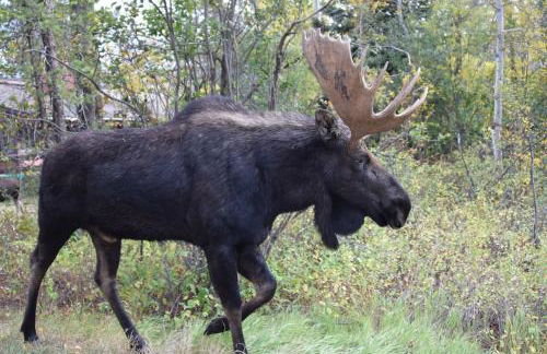 Gorgeous Jackson Hole Condo in Top location with Great Views and Private Deck with Barbeque! - Foto 40