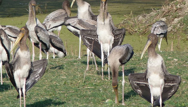 Ausflug nach Bharatpur (54 km) - Private Tour - Foto 3