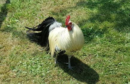 Gîte "Le Refuge" Dans un Domaine de 7ha Au Calme - Foto 26