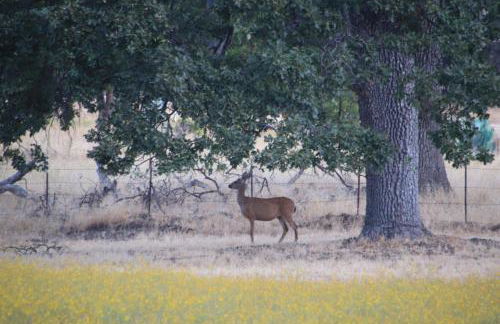 Casa Mariposa - A Foothill Retreat near Yosemite - Foto 24