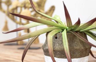 Garden Apartment in Amarynthos II - Photo 9