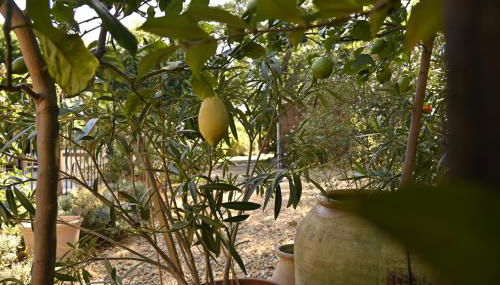 Bastide le Petit Clos - les 2 Gîtes - Foto 4, Garden, Garden view