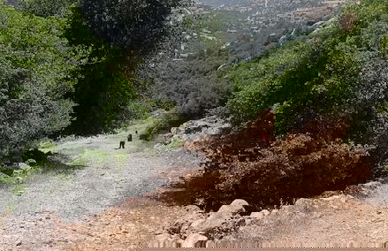 orchid huts - Photo 35