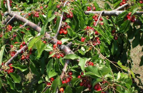 Tenuta Fortelongo - Foto 96