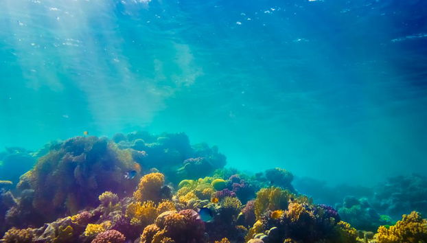 Koralleninsel von Pattaya - Foto 3