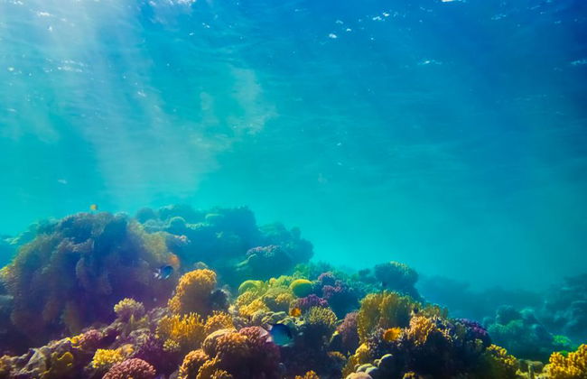 Koralleninsel von Pattaya - Foto 3