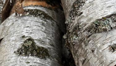 Ferienwohnung Mühlweg - Foto 2