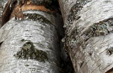 Ferienwohnung Mühlweg - Foto 2