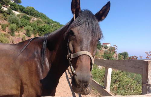 Hotel Agriturismo Santa Margherita - Foto 61