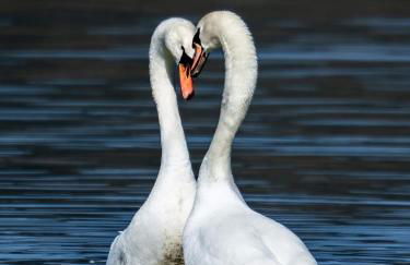 Un passo dal lago - Photo 32