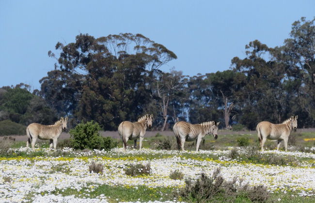 L'Ermitage Quagga Lodge - Photo 34