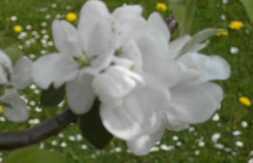 Panorama Ferienwohnungen Thiem - Foto 17