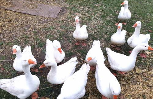 Ferienwohnung im Turm Bellevue mit 3 Schlafzimmern - Foto 22