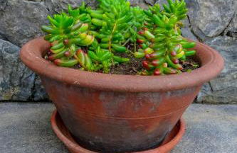 Quintal d'Angra - Photo 31