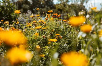 Thomashof Klein-Mutz - Foto 74