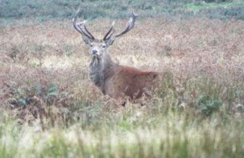 Stunning location in the centre of Exmoor - Foto 24