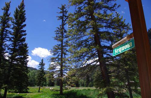 Sequoia - Foto 69