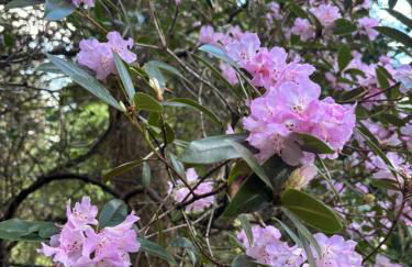 North Lodge Kilmun - Foto 70