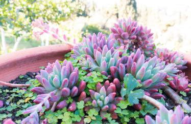 Linda House Corfu - Foto 68