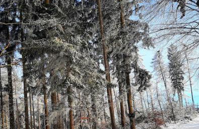 Neue Ferienwohnung direkt am Wald - Photo 31