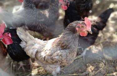 Casa do Forno - Foto 72