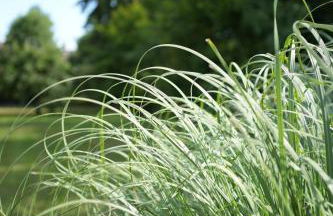 TREE LODGY - Linae - Foto 12