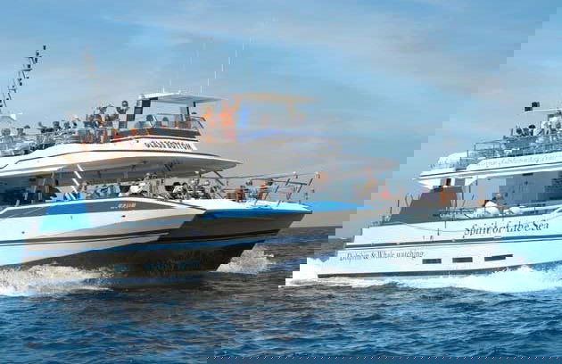 Avistamiento de delfines y ballenas en barco con fondo de cristal - Foto 4