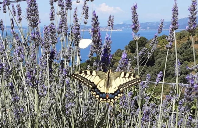 Paradise Found - A Greek Retreat With The View - Foto 15