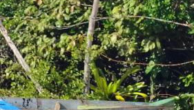 Casa Aratu Guaiú Barra de Mamanguape - Foto 4, Garden view