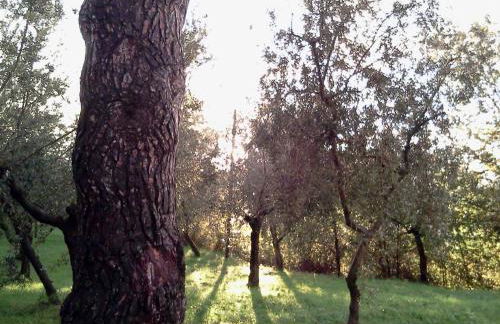 Azienda Agrituristica Il Moraiolo - Photo 30