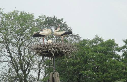 Domki "Bociania Ostoja" - Foto 10