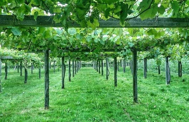 Escursione alle Rías Baixas + Visita di una cantina - Foto 3