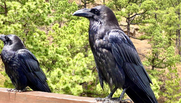 La Palma & Tajogaite Volcano Day Trip - Foto 2