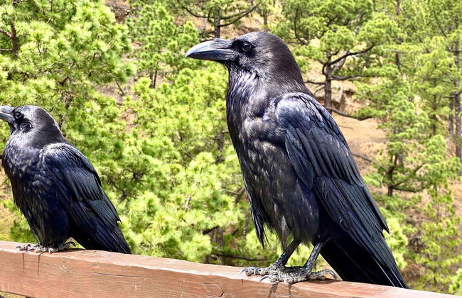 La Palma & Tajogaite Volcano Day Trip - Foto 2