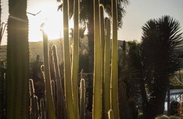 Garden Cactus - Foto 51