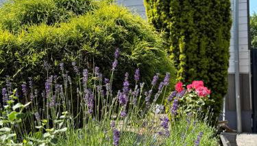 Ferienhaus Auf der Drossel - Foto 5, Garden