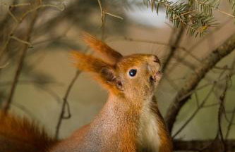 Chatka Jezioranka & bania - Foto 57